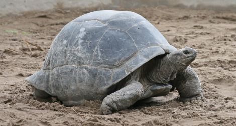 Come learn about the Zoo's Aldabras tortoises.