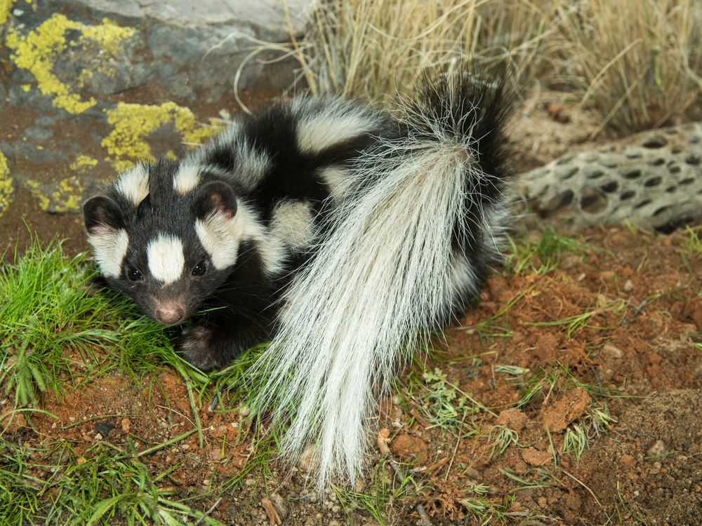 How Glaciers Gave Us the Adorable, Handstanding Spotted Skunk | Smart News|  Smithsonian Magazine