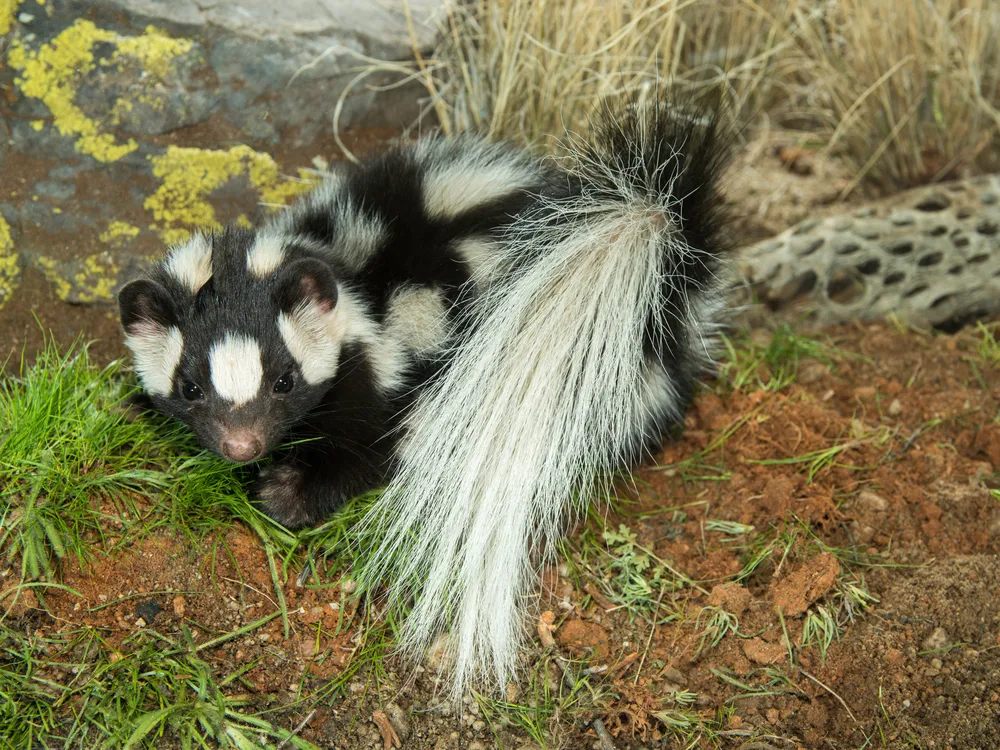 skunk spraying handstand