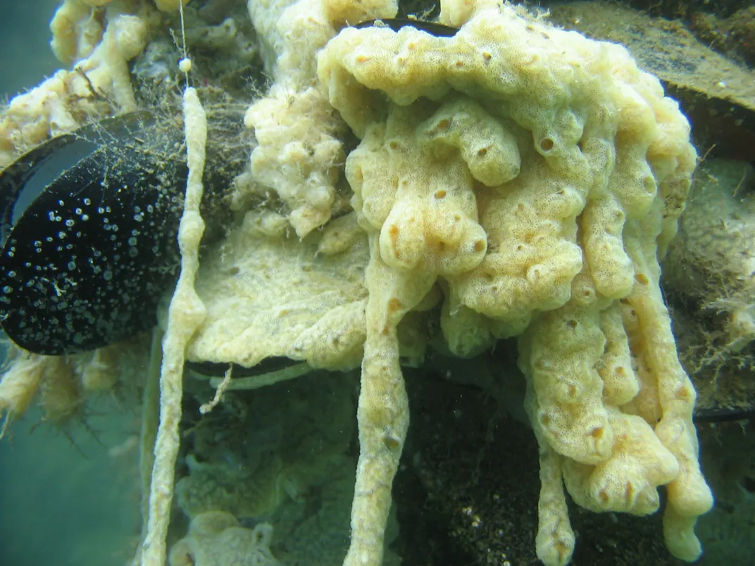 Underwater image of a carpet sea squirt covering a reef of black shellfish.  the sea squirt's pale yellow zooids with oral siphons drape down like tentacles.