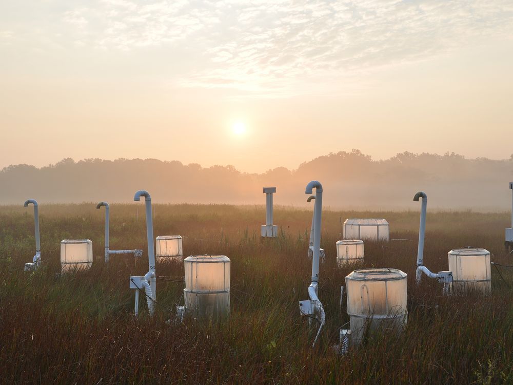 SERC Marsh