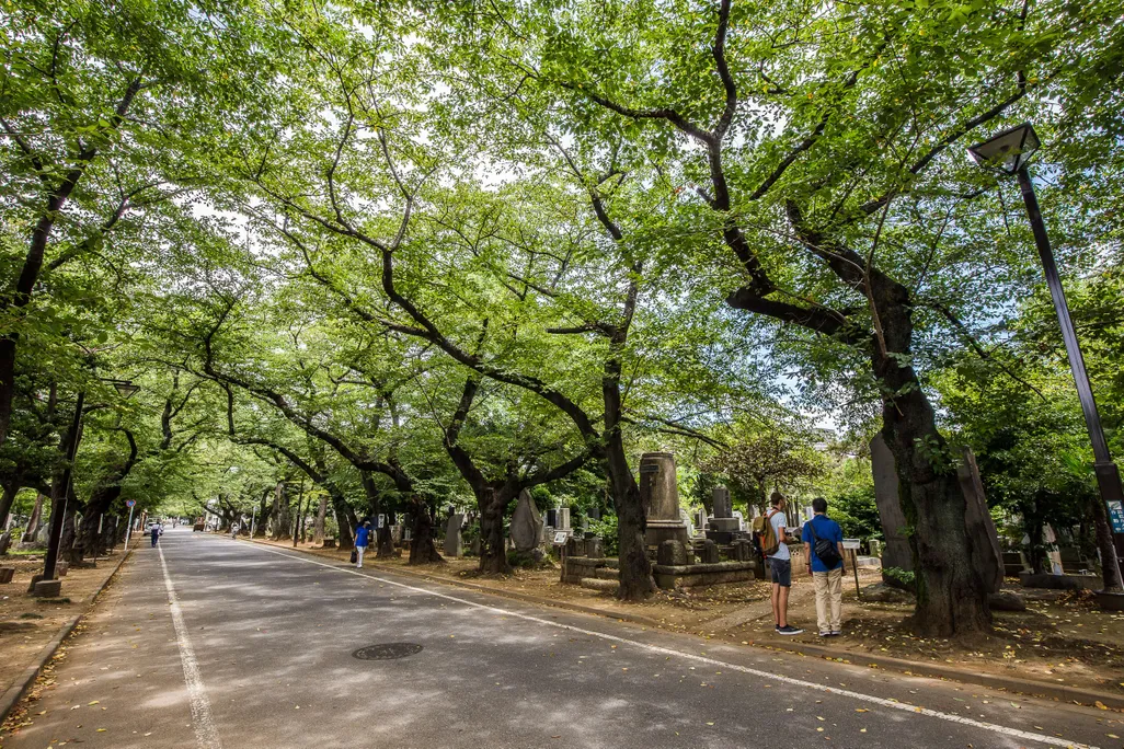 Yanaka Cemetery - The vast cemetery surrounding Tennoji Temple is a favorite spot for cherry blossom viewing in April and maple leaf viewing in November.