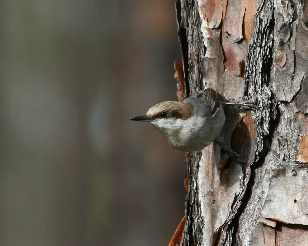 Bahama nuthatch