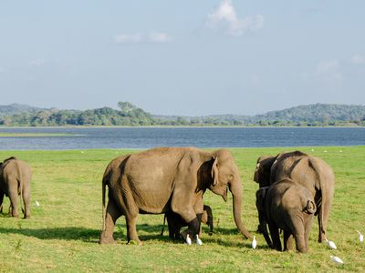 Asian elephants