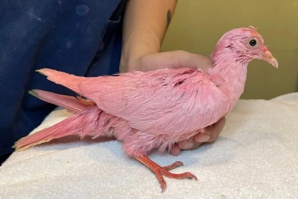Pink bird