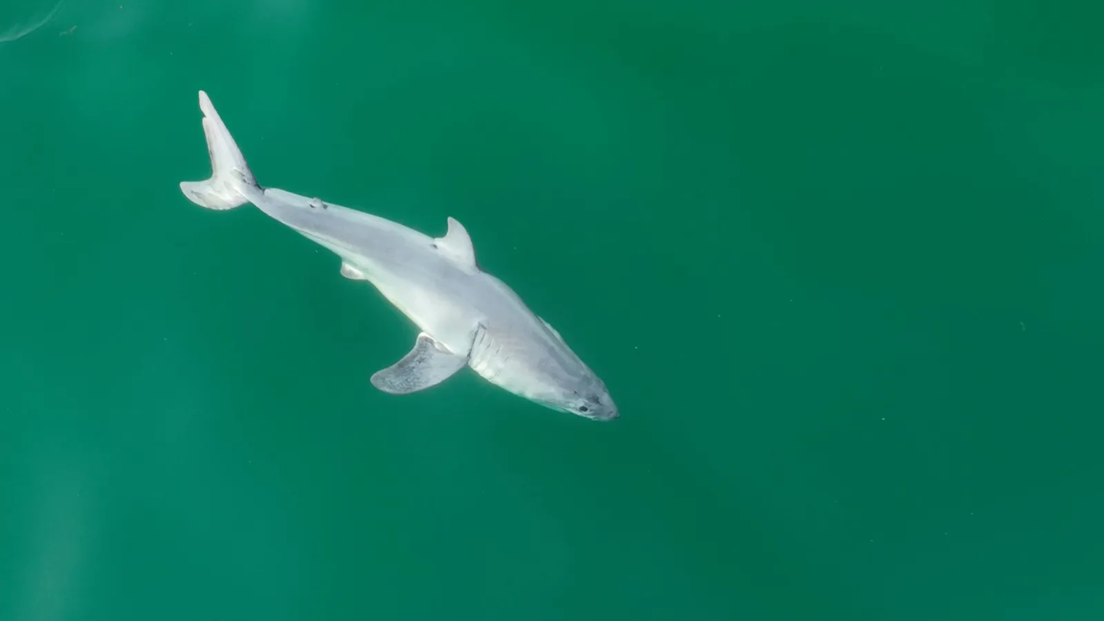 Extremely Rare' Sighting of Newborn Great White Shark Reported Off