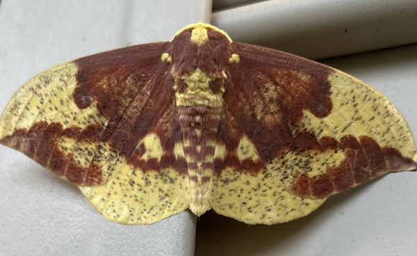 The Imperial Moth thumbnail