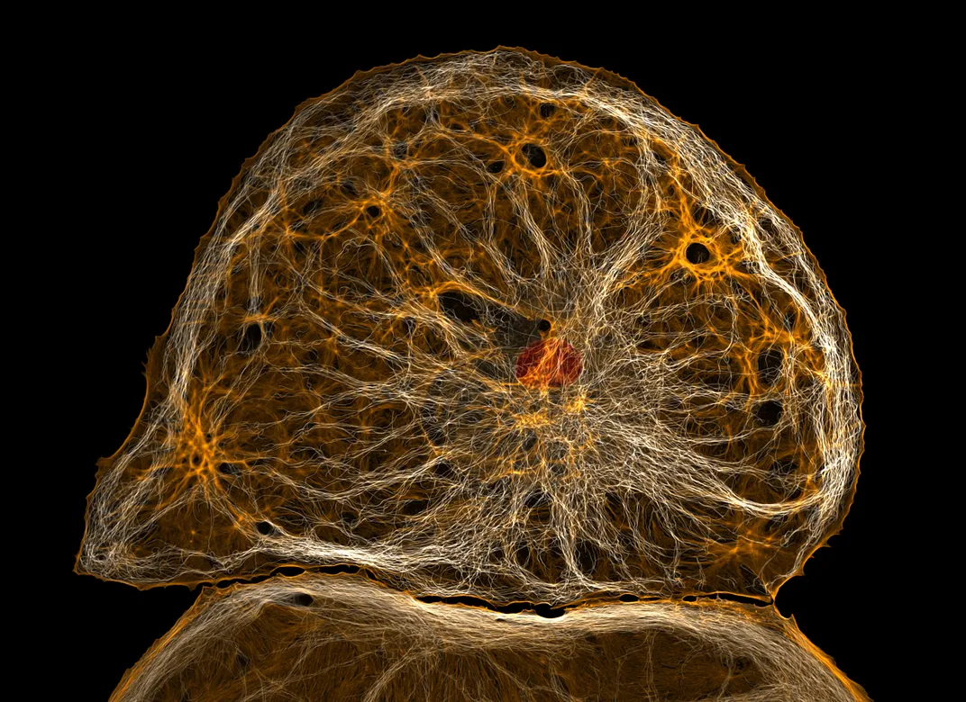 Liver endothelial cell