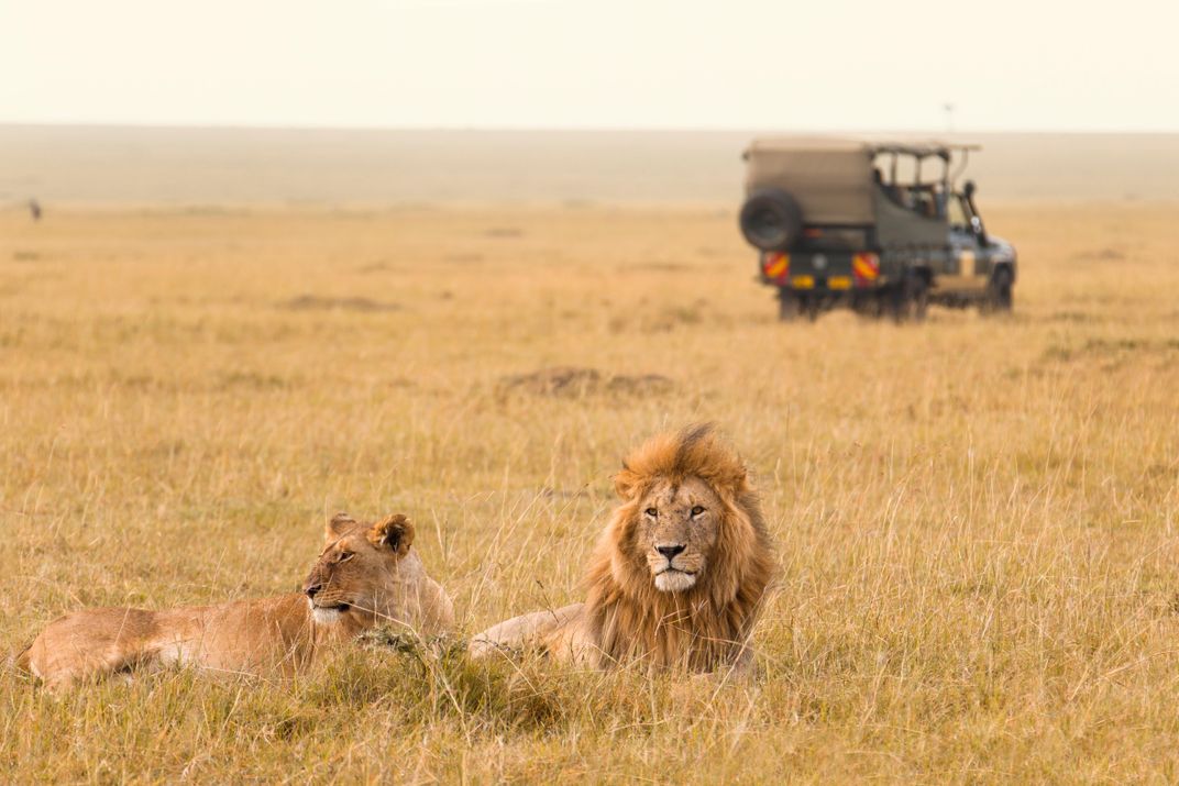 Lions viewing the landscape