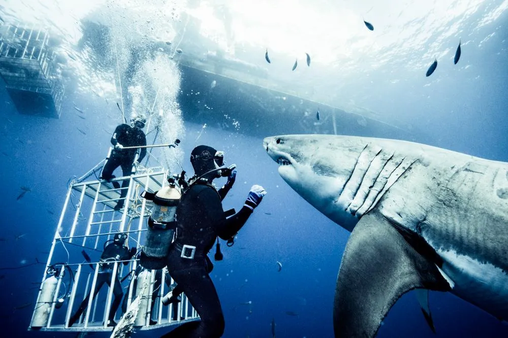 This Photographer Shoots Sharks to Save Them