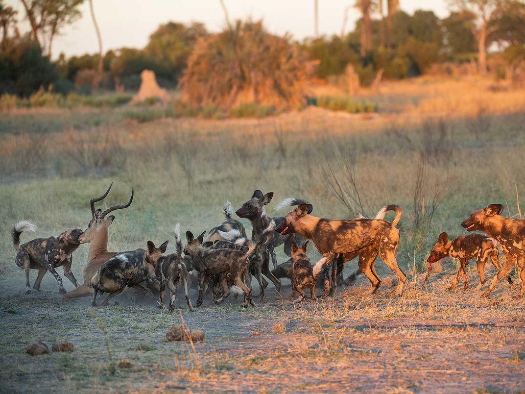 Les chiens sauvages en voie de disparition dépendent d'un habitat diversifié pour survivre autour des lions