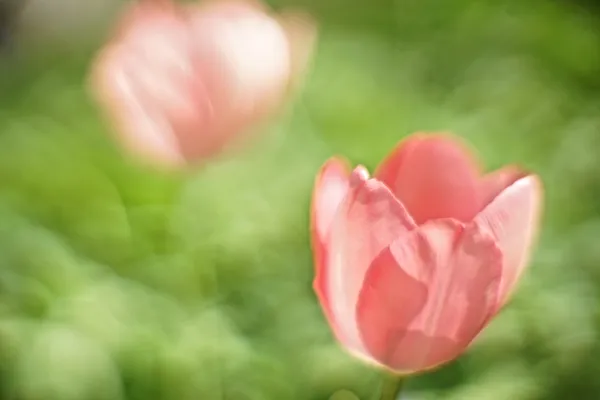 Dancing tulips thumbnail