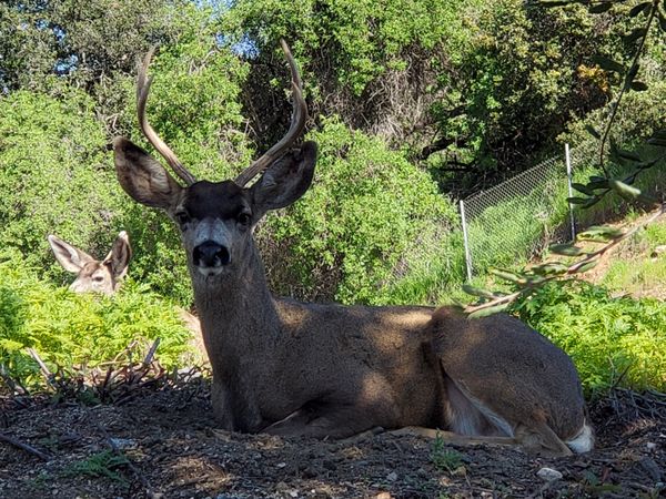 Young buck thumbnail