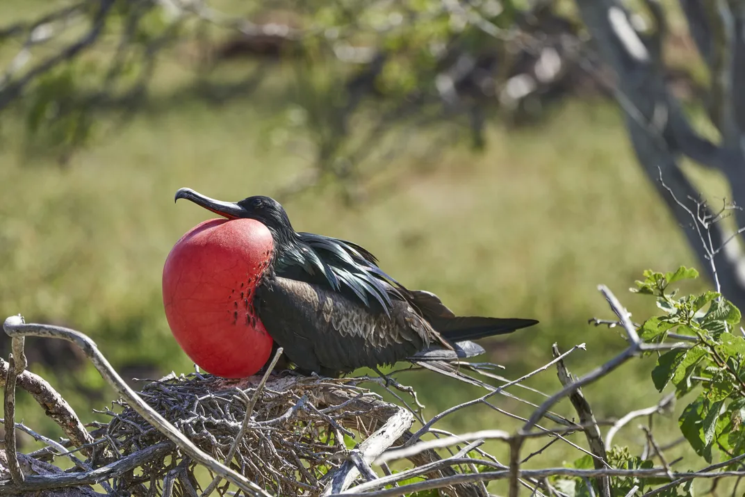 Magnificent frigate bird