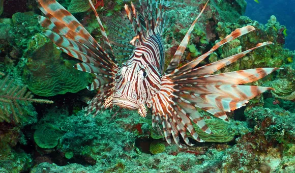 A lionfish with elongated spines and red and white stripes swims through a reef.