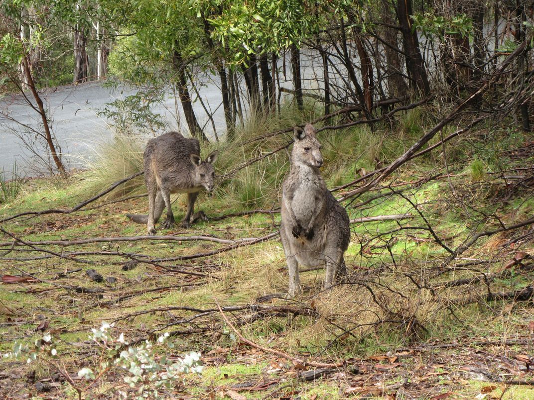 Kangaroos foraging at Tidbinbilla Smithsonian Photo Contest