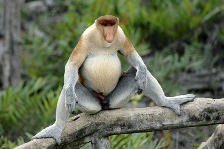 An overly alluring research subject. 