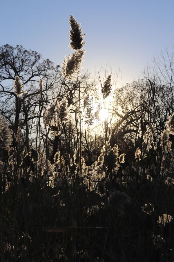 Cat Tails in the Sun thumbnail
