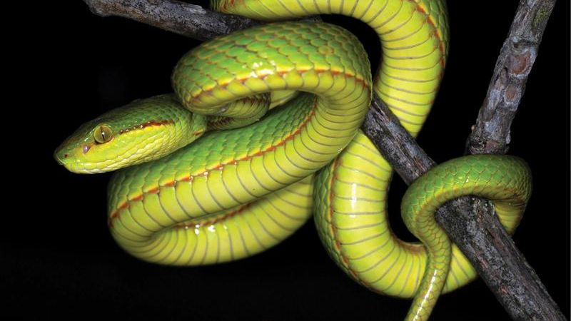 Salazar Slytherin's slithering serpent stalks students - The