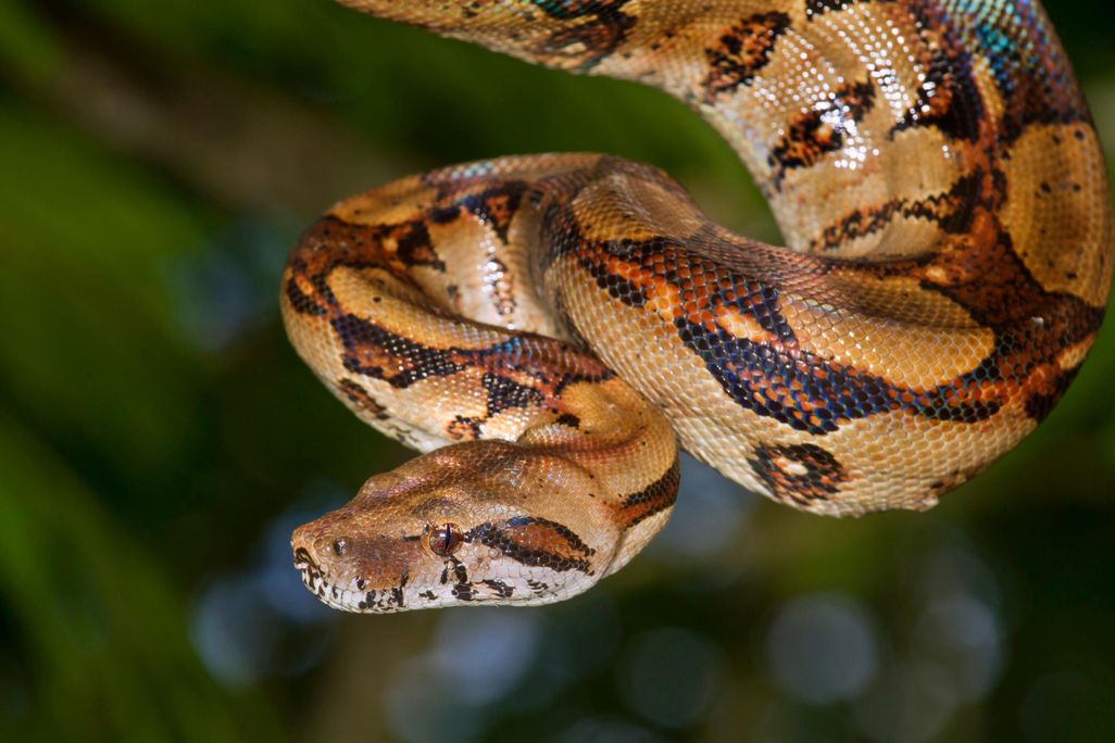 boa