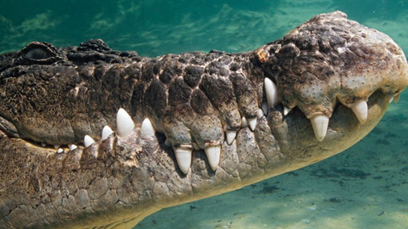 Are Crocodiles Flawless? The Reptiles Haven't Changed in 200 Million Years, Smart News