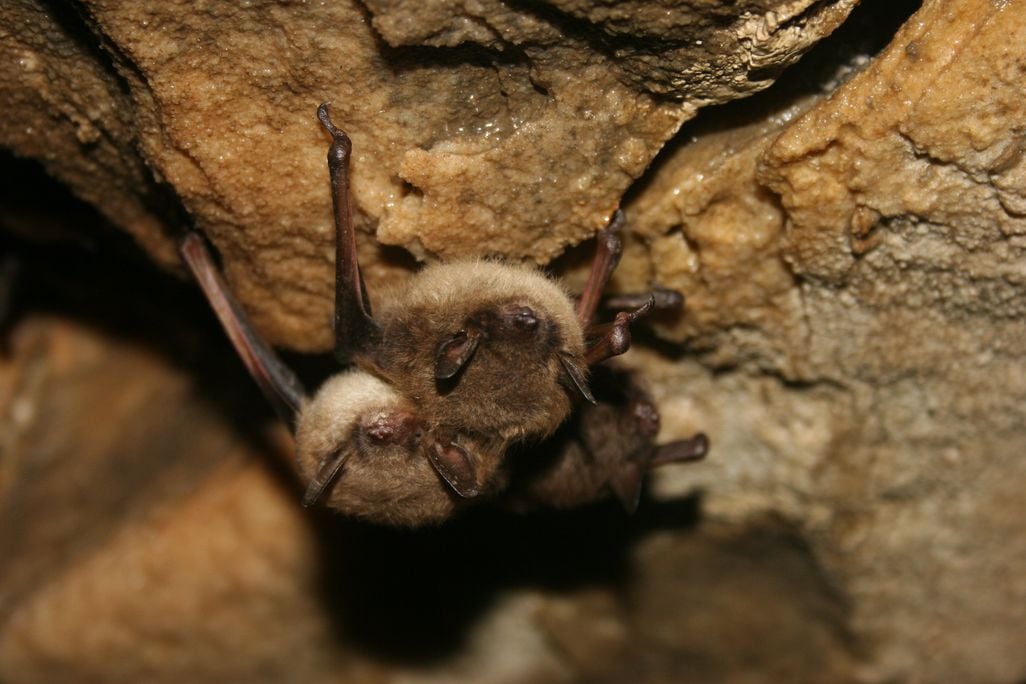 little brown bat