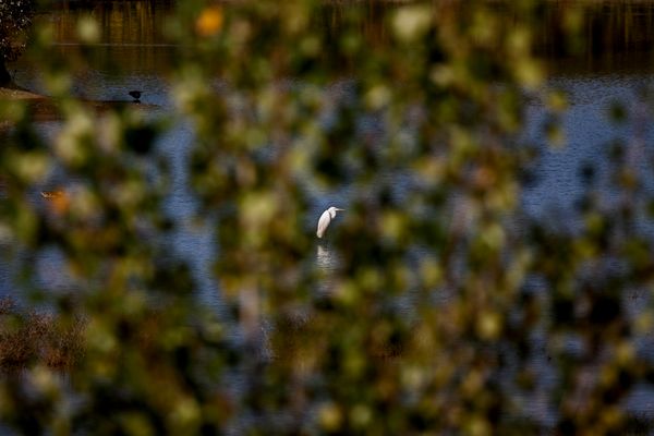 Great white egret in a pond thumbnail
