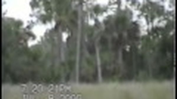 Preview thumbnail for Dave Shealy's 2000 Skunk Ape Clip