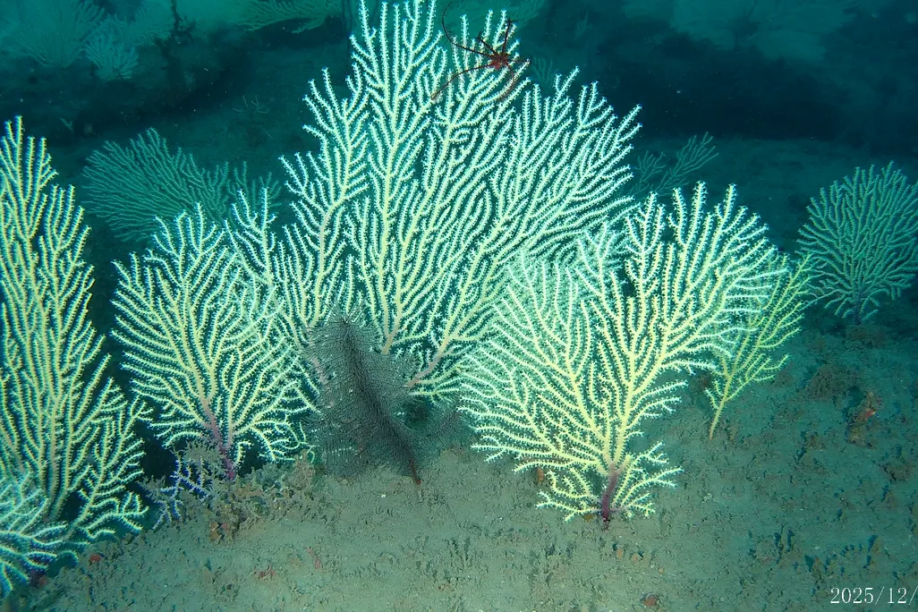 bright corals on the seafloor