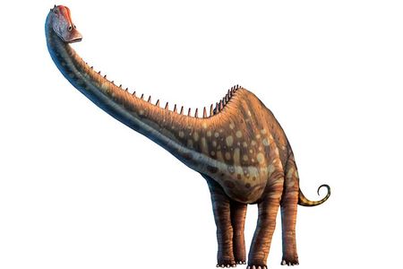 Did Diplodocus walk with a spring in its neck?