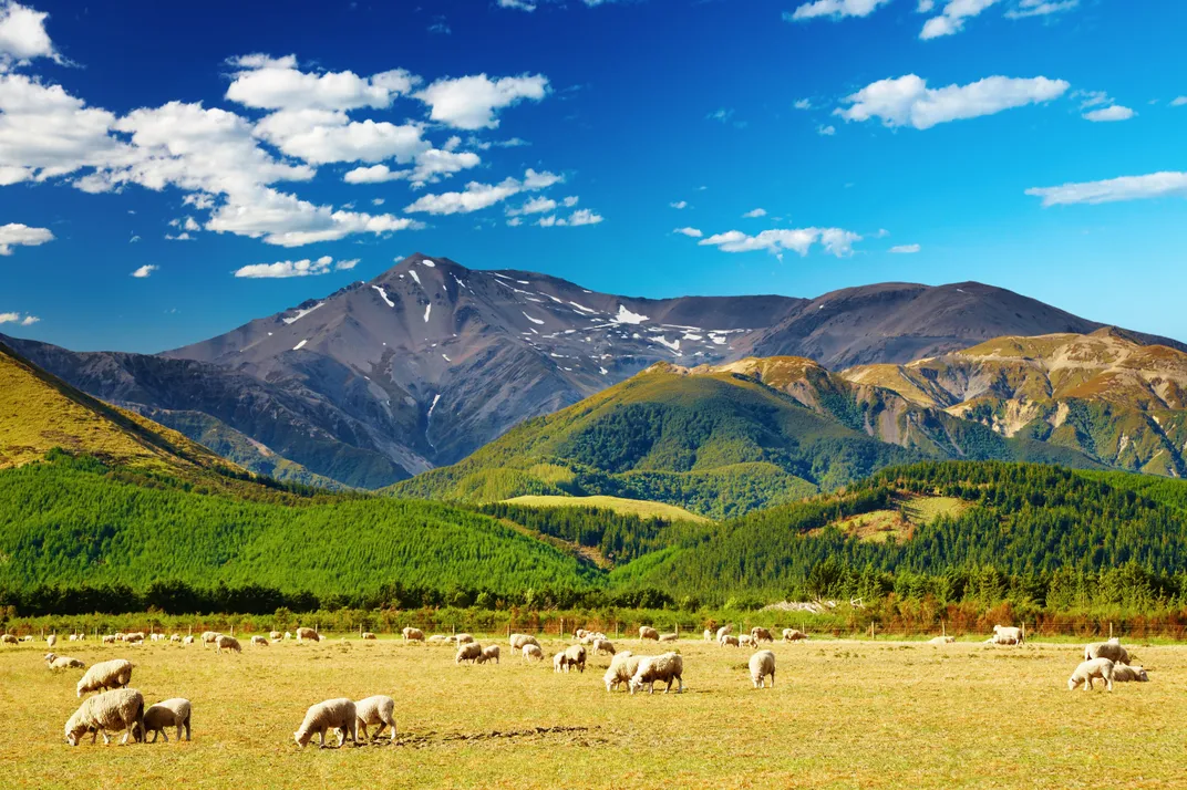 Typical New Zealand landscape with sheep farm