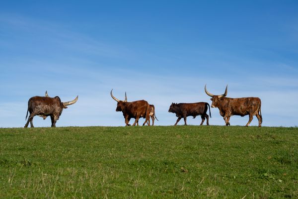 Longhorns Walking thumbnail