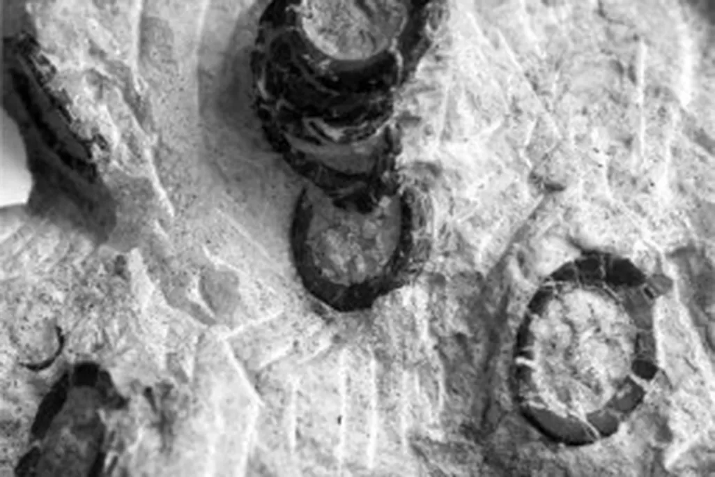 20110520083201baby-ichthyosaur-verts-300x269.jpg