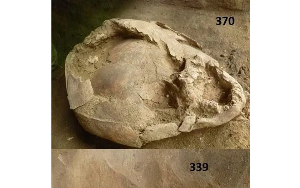 Skull 1