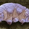 How Are Tardigrades So 'Indestructible?' Scientists Finally Have an Explanation icon