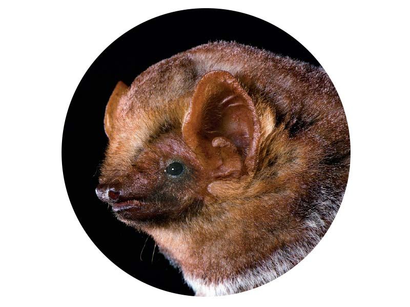 a close up photograph of a bat face