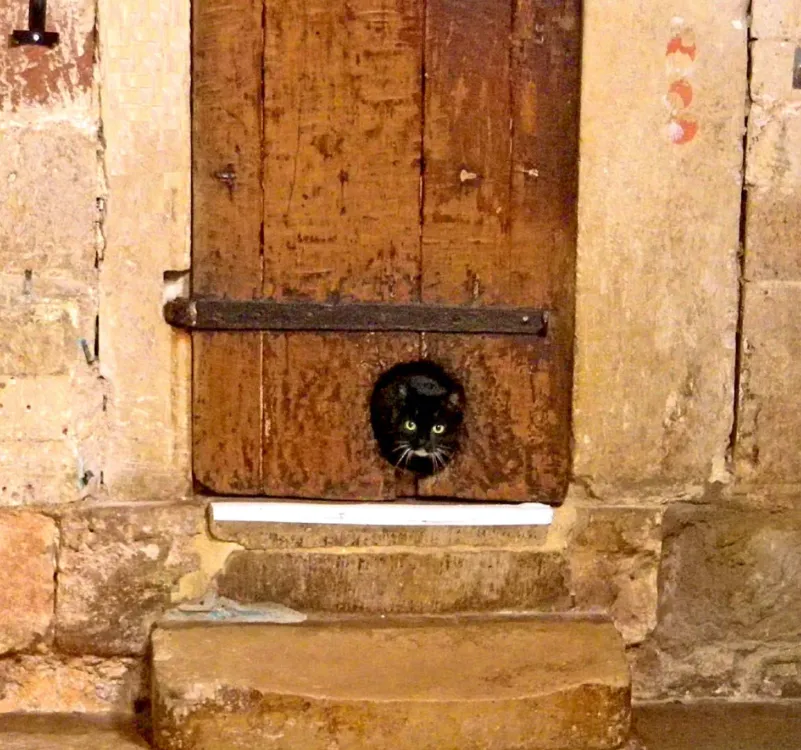 Cat in Exeter Door