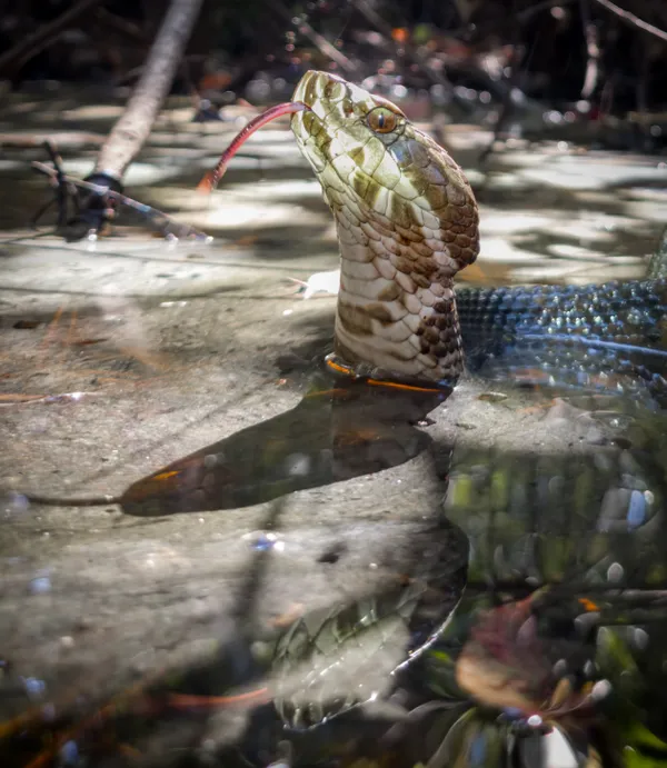 Triple Tongue Flick in the Swamp Light thumbnail