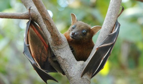 A fruit bat with large, dark eyes, big ears and light brown fur wraps its gray wings around a tree branch.
