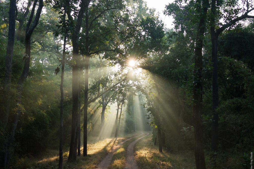 India Forest