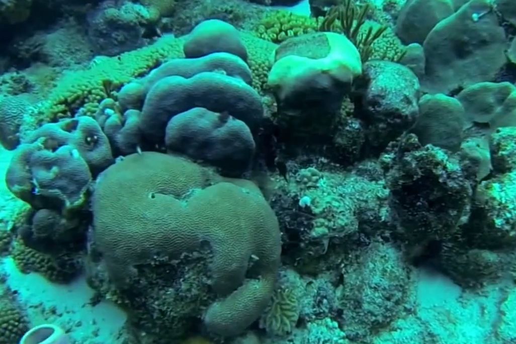 2013101711302910_17_2013_coral.jpg