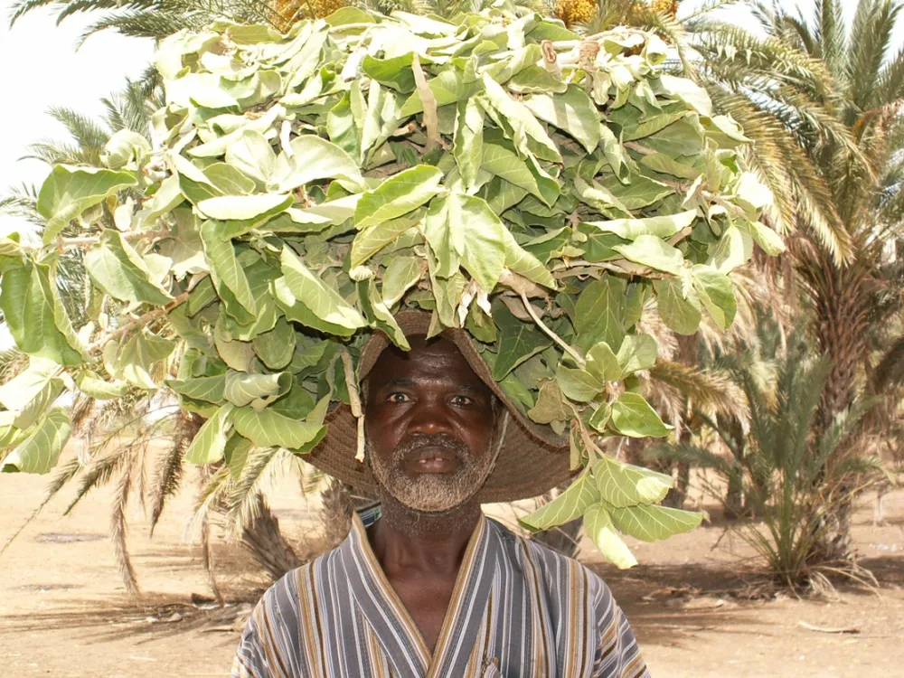 ficus pour 7 moutons.JPG