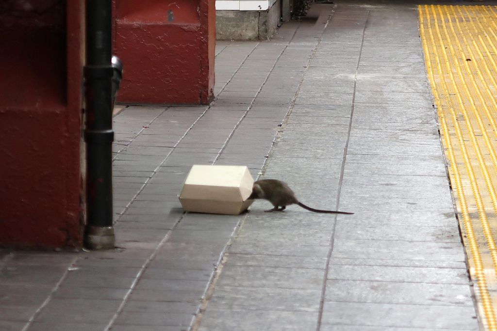 Subway rat with its head in a take-out container