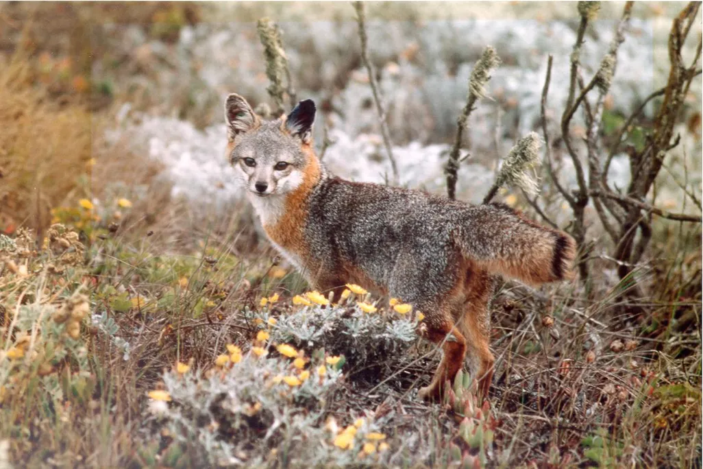 Urocyon_littoralis_(Island_fox)_FWS_001.jpg