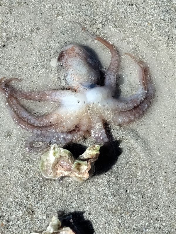Washed up Octopus thumbnail