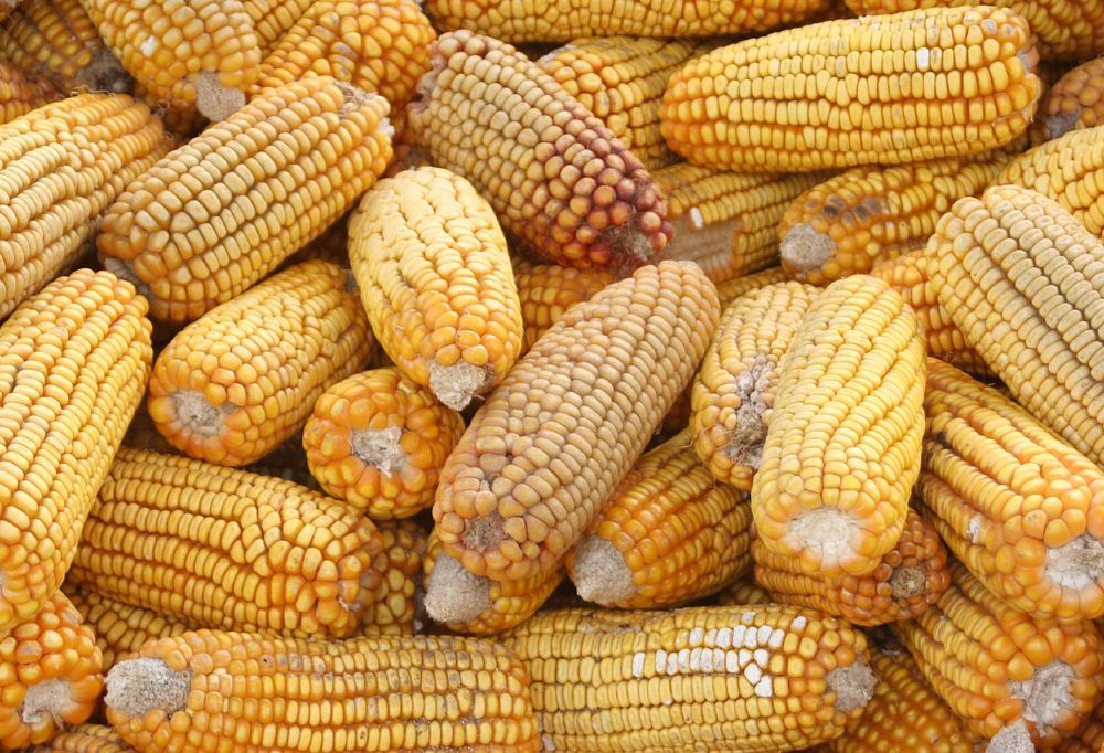 Corn