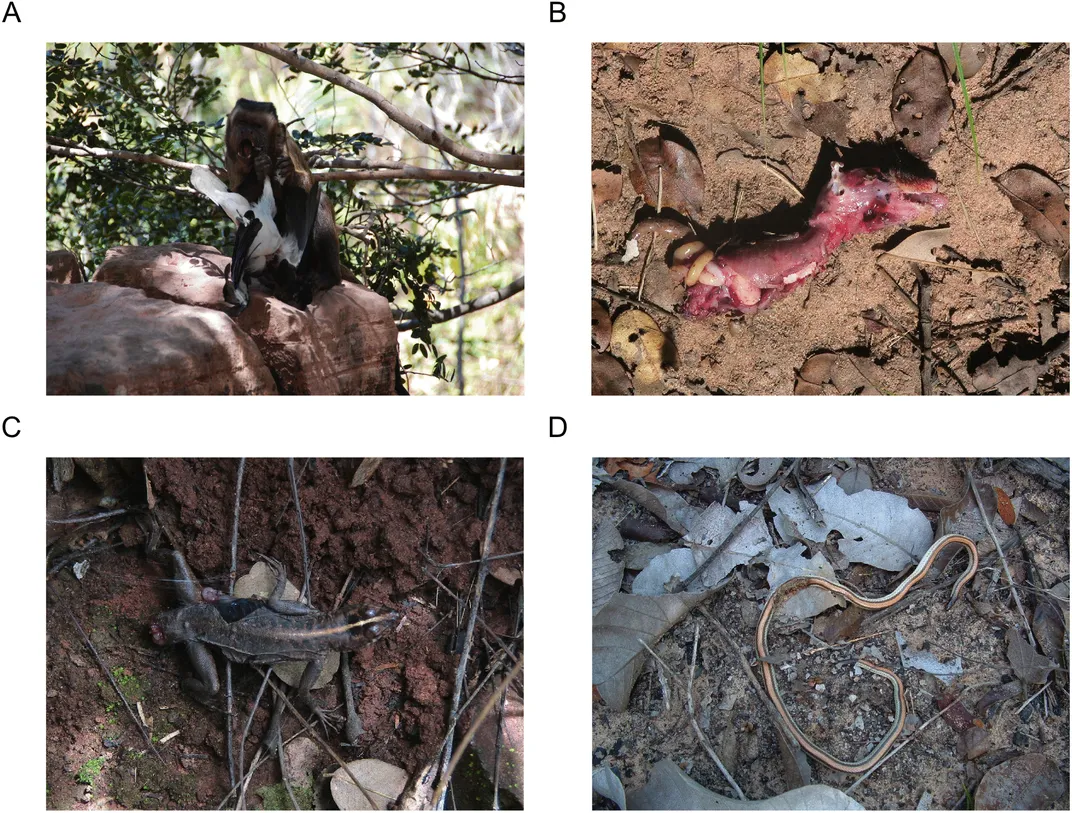 Four photos showing various types of prey