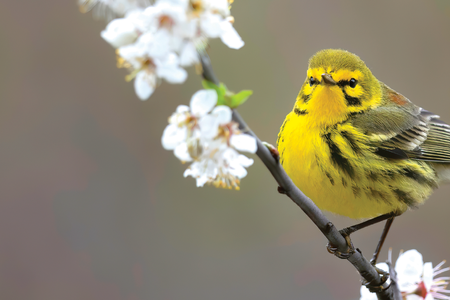 A prairie warbler greets the spring in New Jersey. PHOTO Cameron Darnell
