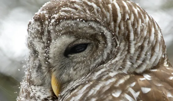 barredowl-001.jpg