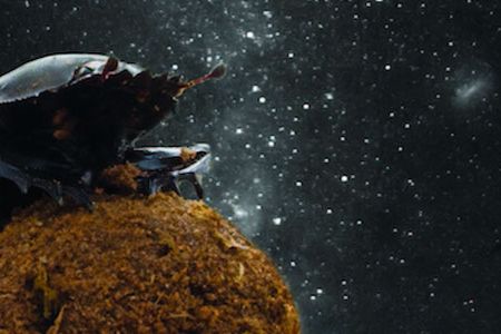 A new study shows the tiny insects orient themselves by the stars.